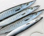 Ooli, Barracuda - Image 2