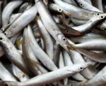 Ooli, Barracuda - Image 3