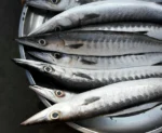 Ooli, Barracuda