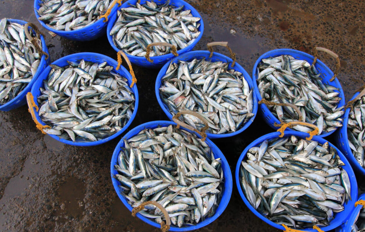 Wholesale fish suppliers have sorted seafood by size in baskets in Tamil Nadu
